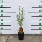 Rakytník rešetliakový (Hippophae rhamnoides) ´SLNIEČKO´ - výška 30-40 cm, P9 - SAMICA 